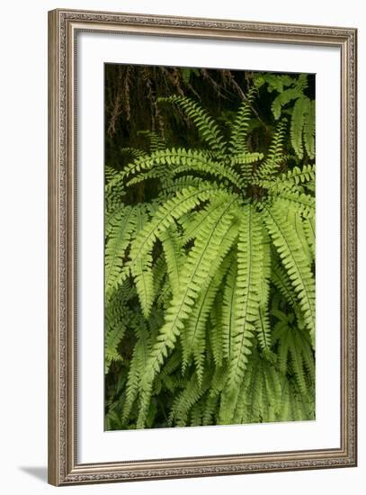 California. Five-Finger Fern, Western Maidenhair Fern, Redwood National and State Park-Judith Zimmerman-Framed Photographic Print