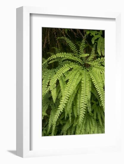 California. Five-Finger Fern, Western Maidenhair Fern, Redwood National and State Park-Judith Zimmerman-Framed Photographic Print
