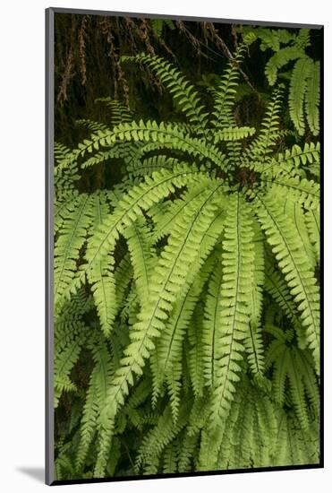 California. Five-Finger Fern, Western Maidenhair Fern, Redwood National and State Park-Judith Zimmerman-Mounted Photographic Print