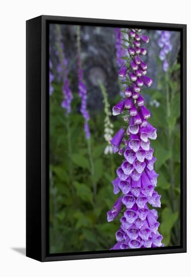 California. Foxglove, Bald Hills Road, Redwood National and State Park-Judith Zimmerman-Framed Premier Image Canvas