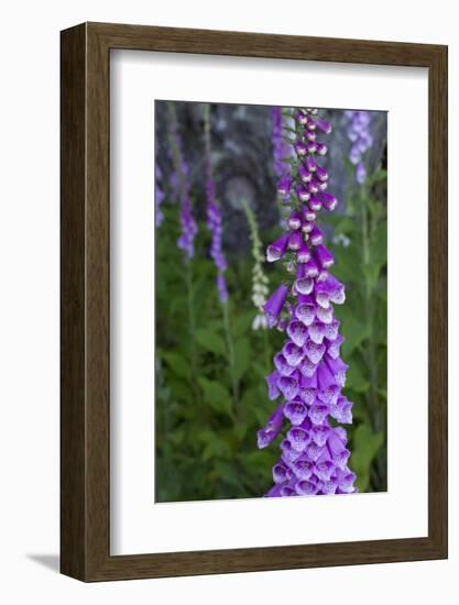 California. Foxglove, Bald Hills Road, Redwood National and State Park-Judith Zimmerman-Framed Photographic Print