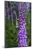 California. Foxglove, Bald Hills Road, Redwood National and State Park-Judith Zimmerman-Mounted Photographic Print