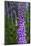 California. Foxglove, Bald Hills Road, Redwood National and State Park-Judith Zimmerman-Mounted Photographic Print