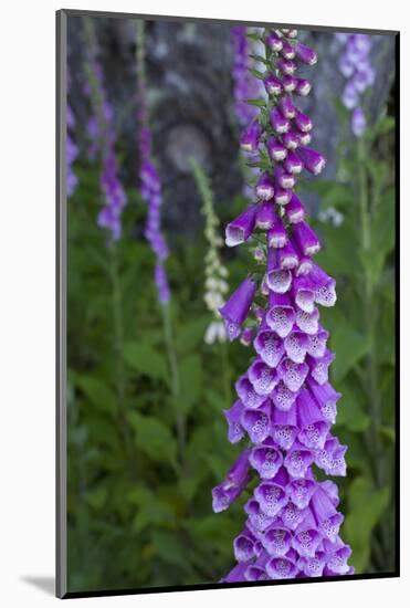 California. Foxglove, Bald Hills Road, Redwood National and State Park-Judith Zimmerman-Mounted Photographic Print