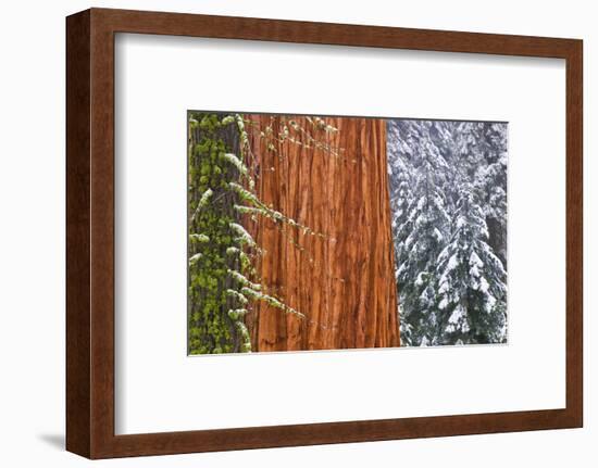 California, Giant Sequoia in Winter, Giant Forest, Sequoia National Park-Russ Bishop-Framed Photographic Print