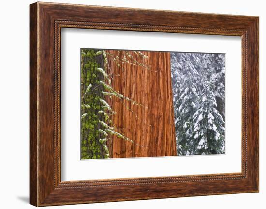 California, Giant Sequoia in Winter, Giant Forest, Sequoia National Park-Russ Bishop-Framed Photographic Print