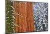 California, Giant Sequoia in Winter, Giant Forest, Sequoia National Park-Russ Bishop-Mounted Photographic Print