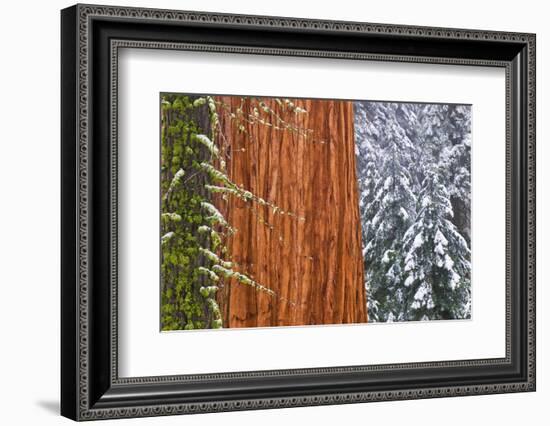 California, Giant Sequoia in Winter, Giant Forest, Sequoia National Park-Russ Bishop-Framed Photographic Print