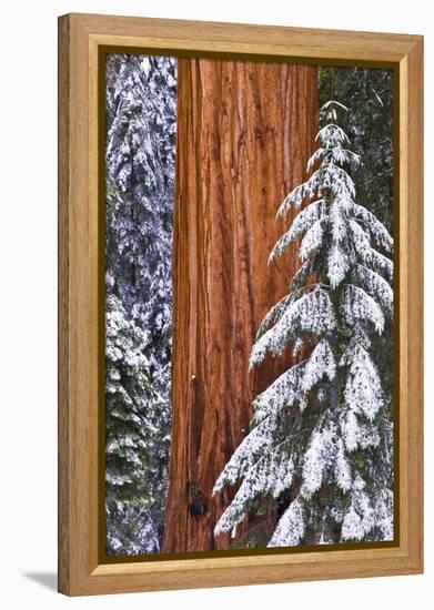 California, Giant Sequoia in Winter, Giant Forest, Sequoia National Park-Russ Bishop-Framed Premier Image Canvas