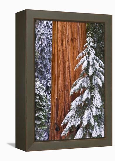 California, Giant Sequoia in Winter, Giant Forest, Sequoia National Park-Russ Bishop-Framed Premier Image Canvas