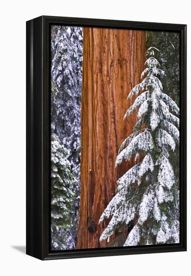 California, Giant Sequoia in Winter, Giant Forest, Sequoia National Park-Russ Bishop-Framed Premier Image Canvas