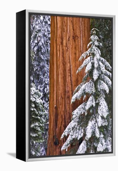 California, Giant Sequoia in Winter, Giant Forest, Sequoia National Park-Russ Bishop-Framed Premier Image Canvas