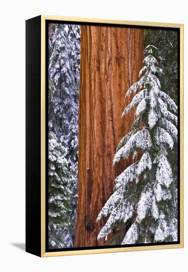 California, Giant Sequoia in Winter, Giant Forest, Sequoia National Park-Russ Bishop-Framed Premier Image Canvas