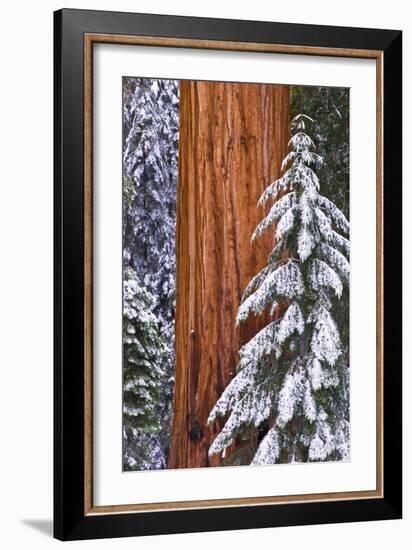 California, Giant Sequoia in Winter, Giant Forest, Sequoia National Park-Russ Bishop-Framed Premium Photographic Print