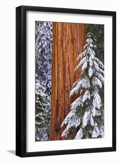 California, Giant Sequoia in Winter, Giant Forest, Sequoia National Park-Russ Bishop-Framed Premium Photographic Print