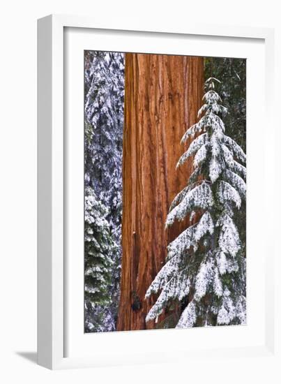 California, Giant Sequoia in Winter, Giant Forest, Sequoia National Park-Russ Bishop-Framed Premium Photographic Print