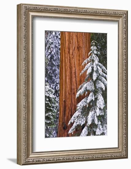 California, Giant Sequoia in Winter, Giant Forest, Sequoia National Park-Russ Bishop-Framed Photographic Print