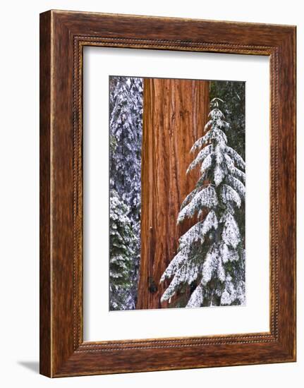 California, Giant Sequoia in Winter, Giant Forest, Sequoia National Park-Russ Bishop-Framed Photographic Print