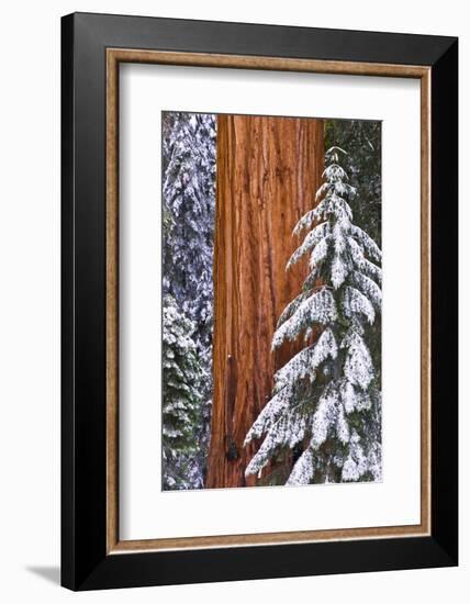 California, Giant Sequoia in Winter, Giant Forest, Sequoia National Park-Russ Bishop-Framed Photographic Print