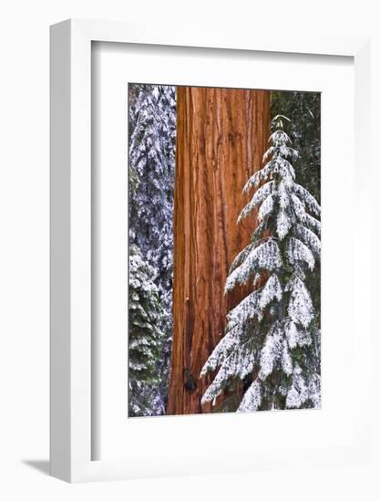 California, Giant Sequoia in Winter, Giant Forest, Sequoia National Park-Russ Bishop-Framed Photographic Print