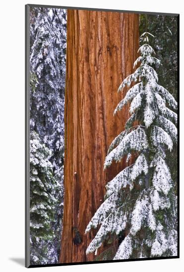 California, Giant Sequoia in Winter, Giant Forest, Sequoia National Park-Russ Bishop-Mounted Photographic Print