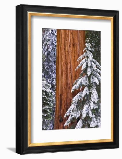 California, Giant Sequoia in Winter, Giant Forest, Sequoia National Park-Russ Bishop-Framed Photographic Print