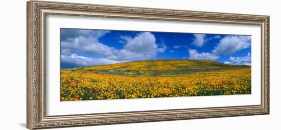 California Golden Poppies Blooming, Antelope Valley California Poppy Reserve, Antelope Valley-null-Framed Photographic Print