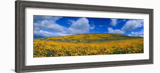 California Golden Poppies Blooming, Antelope Valley California Poppy Reserve, Antelope Valley-null-Framed Photographic Print