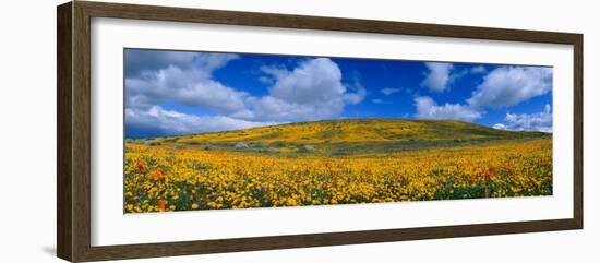 California Golden Poppies Blooming, Antelope Valley California Poppy Reserve, Antelope Valley-null-Framed Photographic Print