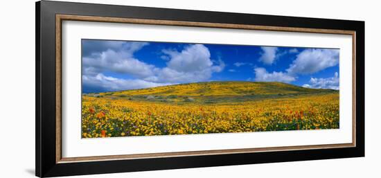 California Golden Poppies Blooming, Antelope Valley California Poppy Reserve, Antelope Valley-null-Framed Photographic Print