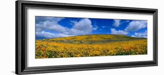 California Golden Poppies Blooming, Antelope Valley California Poppy Reserve, Antelope Valley-null-Framed Photographic Print
