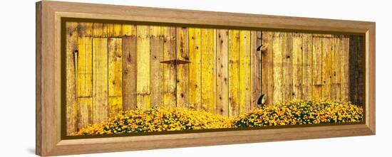 California Golden Poppies (Eschscholzia Californica) in Front of Weathered Wooden Barn-null-Framed Stretched Canvas