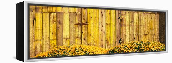 California Golden Poppies (Eschscholzia Californica) in Front of Weathered Wooden Barn-null-Framed Stretched Canvas