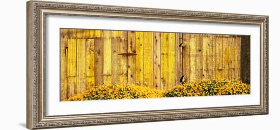 California Golden Poppies (Eschscholzia Californica) in Front of Weathered Wooden Barn-null-Framed Photographic Print