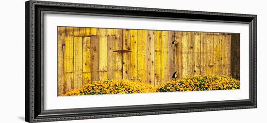 California Golden Poppies (Eschscholzia Californica) in Front of Weathered Wooden Barn-null-Framed Photographic Print