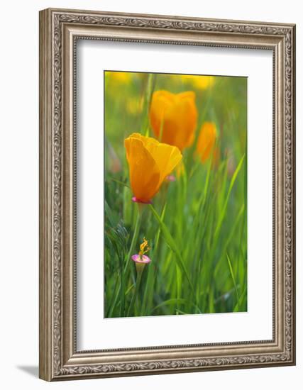 California Golden Poppies in a Green Field-John Alves-Framed Photographic Print