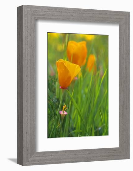 California Golden Poppies in a Green Field-John Alves-Framed Photographic Print