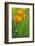 California Golden Poppies in a Green Field-John Alves-Framed Photographic Print