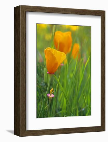 California Golden Poppies in a Green Field-John Alves-Framed Photographic Print