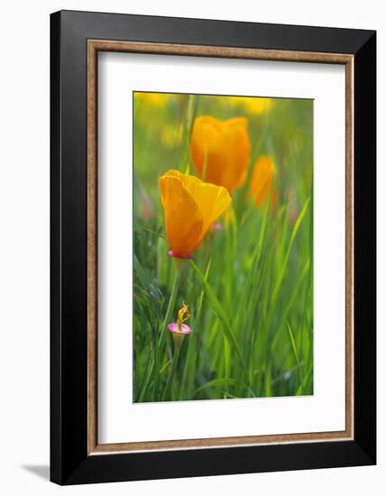 California Golden Poppies in a Green Field-John Alves-Framed Photographic Print