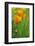 California Golden Poppies in a Green Field-John Alves-Framed Photographic Print