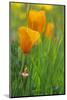 California Golden Poppies in a Green Field-John Alves-Mounted Photographic Print