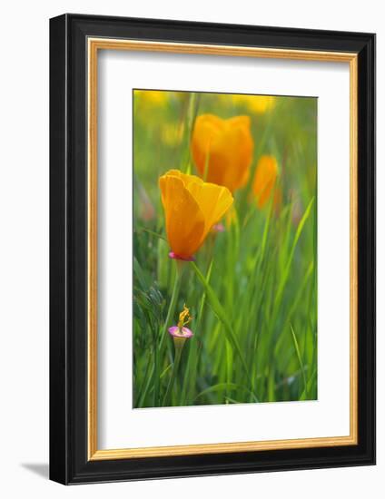 California Golden Poppies in a Green Field-John Alves-Framed Photographic Print