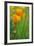 California Golden Poppies in a Green Field-John Alves-Framed Photographic Print