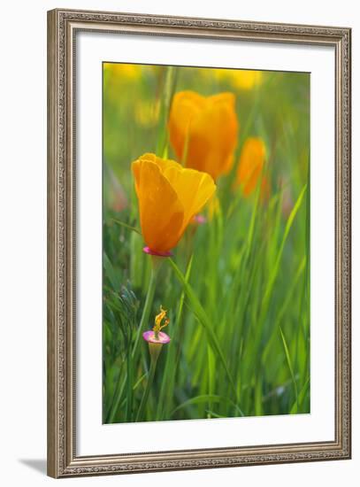 California Golden Poppies in a Green Field-John Alves-Framed Photographic Print