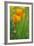 California Golden Poppies in a Green Field-John Alves-Framed Photographic Print