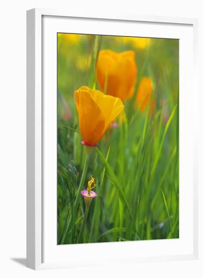 California Golden Poppies in a Green Field-John Alves-Framed Photographic Print