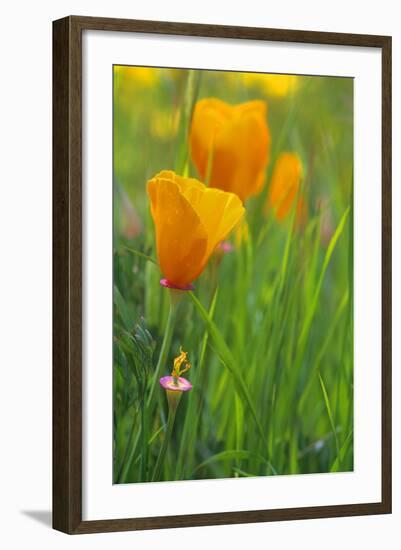 California Golden Poppies in a Green Field-John Alves-Framed Photographic Print