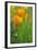 California Golden Poppies in a Green Field-John Alves-Framed Photographic Print