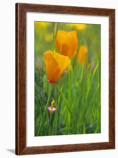 California Golden Poppies in a Green Field-John Alves-Framed Photographic Print